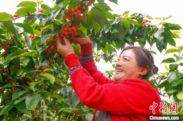 果农在黄山市徽州区澄塘村蔬果种植基地内采摘樱桃。　施亚磊 摄
