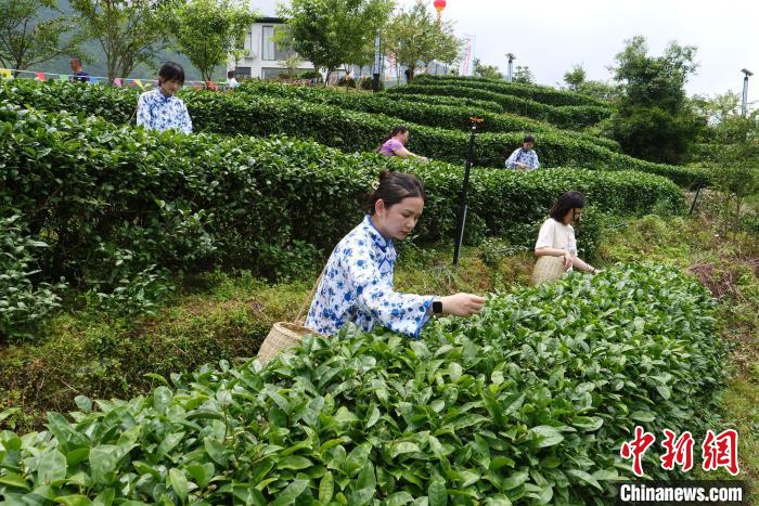 贵妃茶文化旅游节采茶活动启动。　长汀县融媒体中心供图