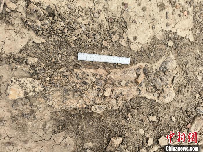 (资料图)图为本次发现的恐龙化石。　东乌珠穆沁旗自然资源局 供图
