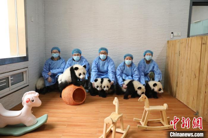 秦岭大熊猫研究中心2023级大熊猫宝宝给大家拜年