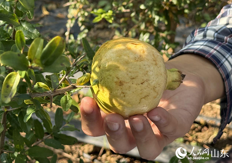 “太空石榴”结出的果实。人民网记者 刘祺摄