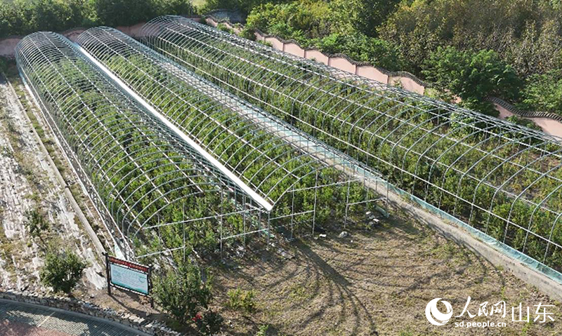 定植到露天环境的“太空石榴”树苗。人民网记者 刘祺摄