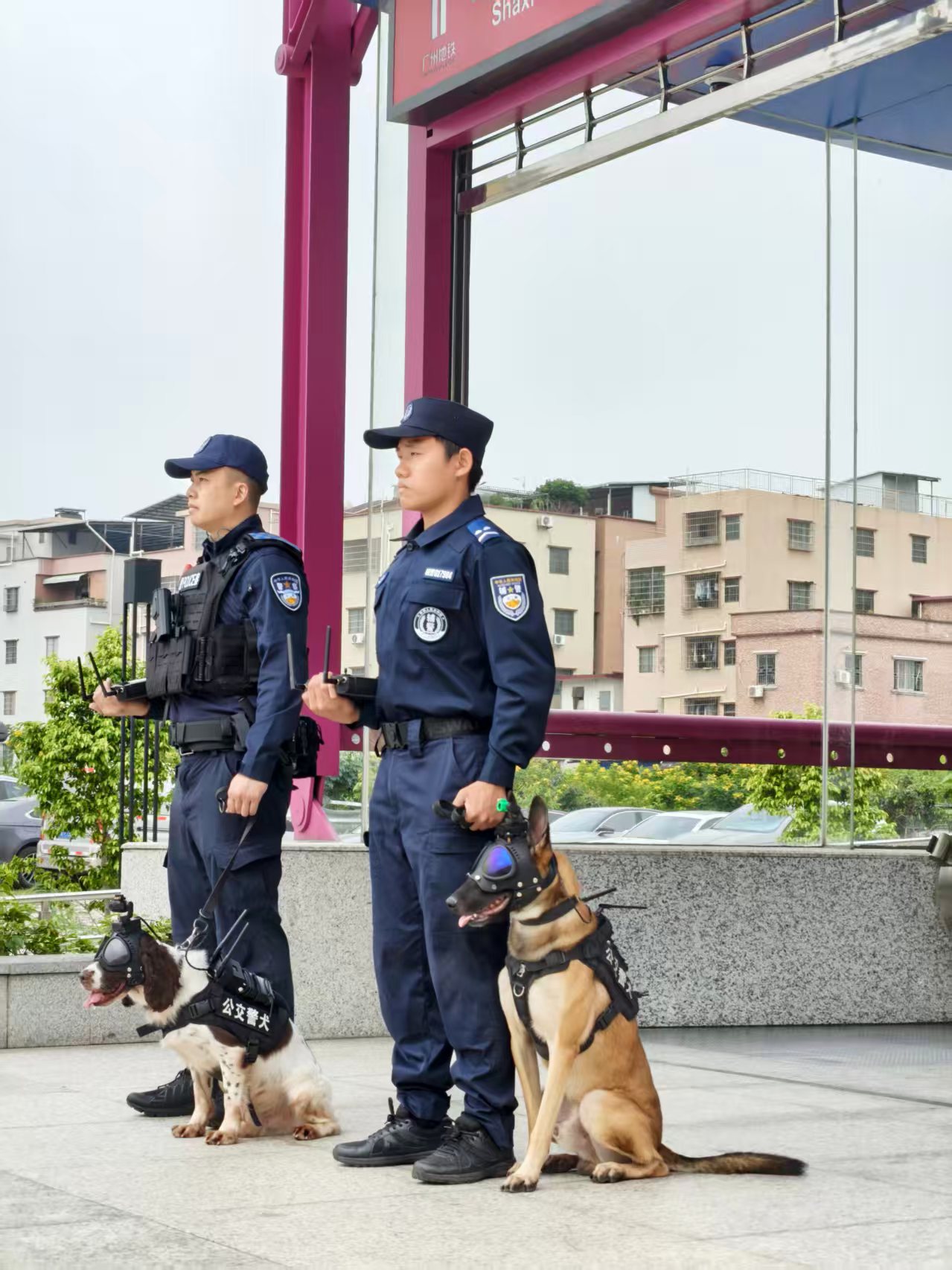 广州执勤警犬配备自主研发的“智能作战头盔”。广州市公安局供图