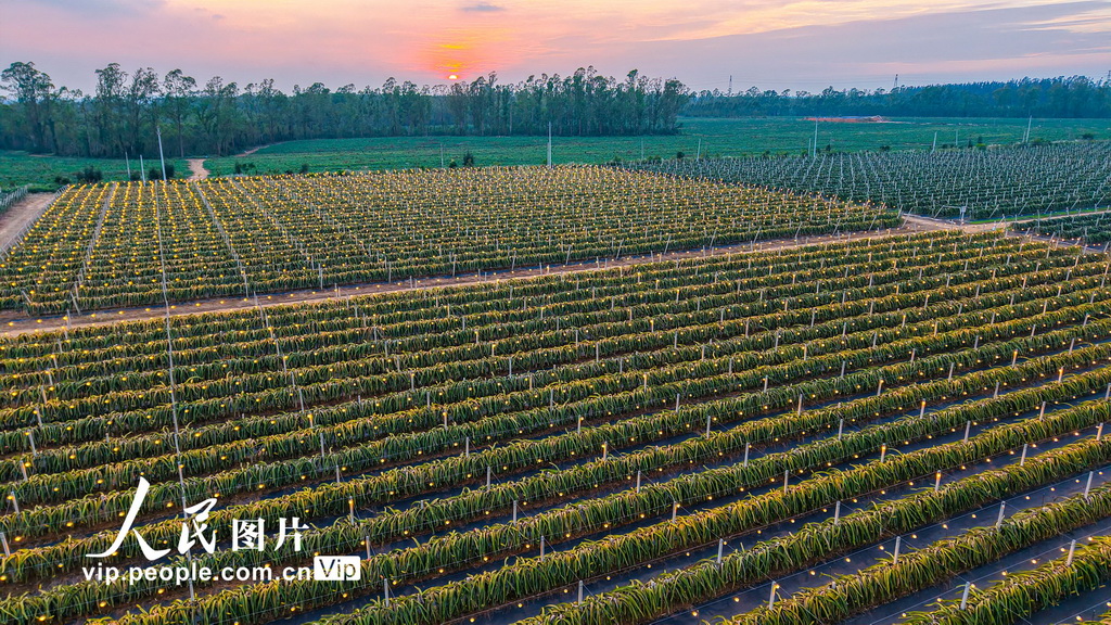 广西合浦：火龙果基地灯光璀璨【2】