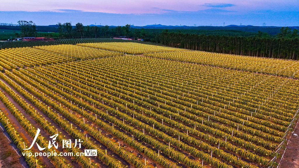 广西合浦：火龙果基地灯光璀璨【3】