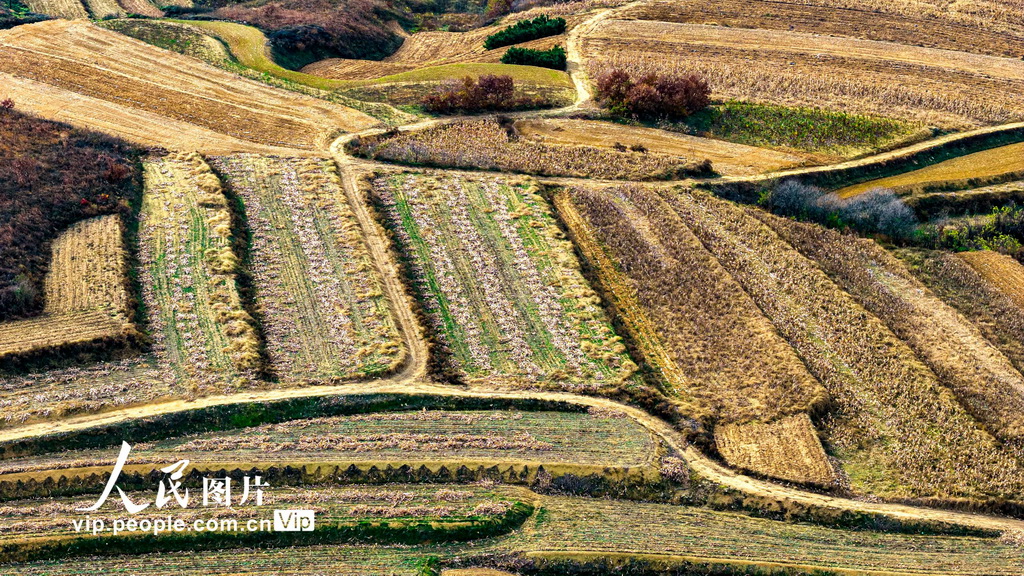 山东青岛：冬日梯田景如画【3】