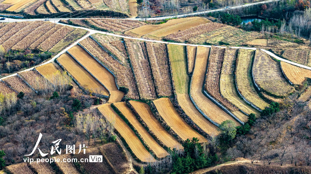 山东青岛：冬日梯田景如画【4】
