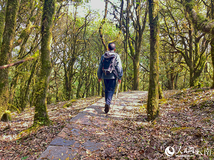 在哀牢山金山丫口，一位当地向导正在查看徒步路线。人民网记者 程浩摄