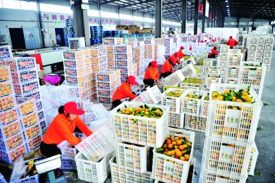 湖北省宜昌市夷陵区小溪塔街道仓屋榜村：遍野金黄甜万家