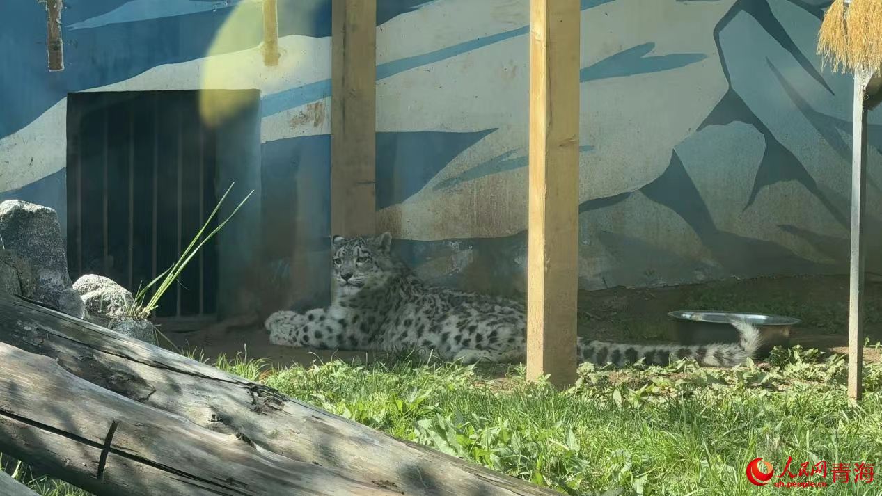 西宁野生动物园明星动物雪豹“凌小芒”。人民网记者 况玉摄