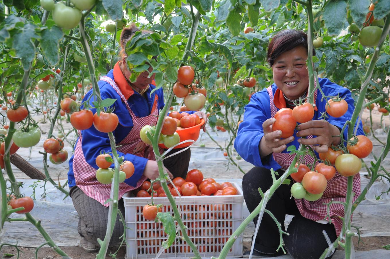 phpB81.tmp phpB81.tmp